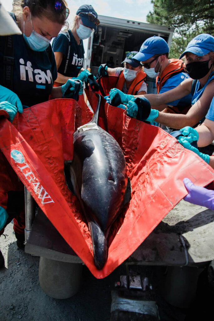 Dolphin Rescue